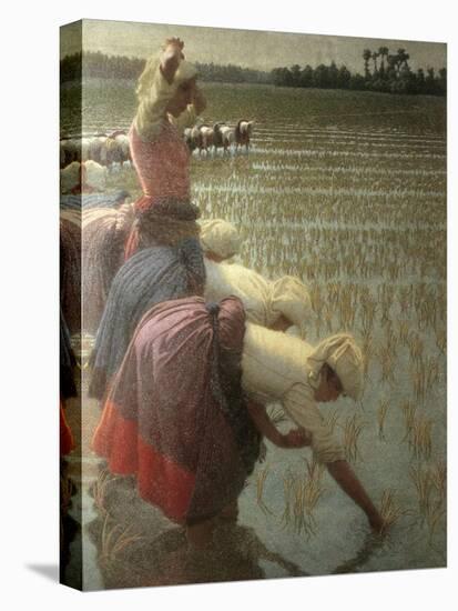 Women Rice Harvesters in the Paddy Field-Angelo Morbelli-Stretched Canvas