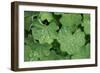 Women's Casing, Leaves, Drops of Water-Herbert Kehrer-Framed Photographic Print