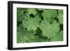 Women's Casing, Leaves, Drops of Water-Herbert Kehrer-Framed Photographic Print