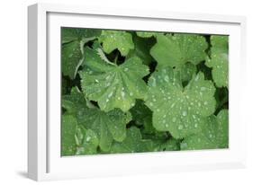 Women's Casing, Leaves, Drops of Water-Herbert Kehrer-Framed Photographic Print