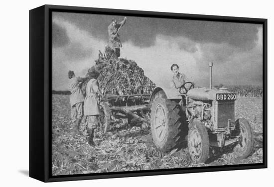 Women's Land Army Lifting a Crop, World War II, 1940-null-Framed Stretched Canvas