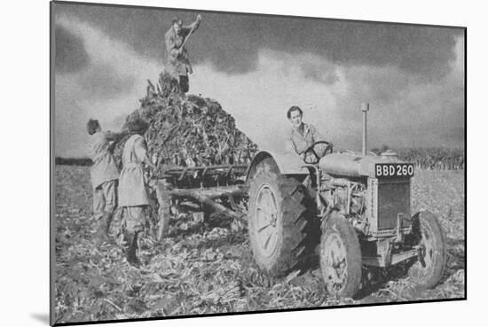 Women's Land Army Lifting a Crop, World War II, 1940-null-Mounted Giclee Print