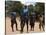 Women Sing and Dance Before the Bull Jumping, Turmi, Ethiopia-Jane Sweeney-Stretched Canvas