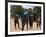 Women Sing and Dance Before the Bull Jumping, Turmi, Ethiopia-Jane Sweeney-Framed Photographic Print