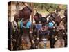 Women Sing and Dance Before the Bull Jumping, Turmi, Ethiopia-Jane Sweeney-Stretched Canvas