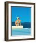 Women Sitting by Swimming Pool near Ocean-null-Framed Premium Giclee Print