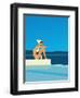 Women Sitting by Swimming Pool near Ocean-null-Framed Premium Giclee Print