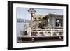 Women Standing Amidst Potted Plants on Floating Home Deck in Portage Bay, Seattle, Wa, 1971-Michael Rougier-Framed Photographic Print