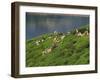 Women Tea Pickers on the Bunyan Estate Beside Lake Maskeliya in Sri Lanka-David Beatty-Framed Photographic Print