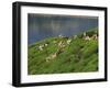 Women Tea Pickers on the Bunyan Estate Beside Lake Maskeliya in Sri Lanka-David Beatty-Framed Photographic Print