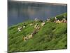 Women Tea Pickers on the Bunyan Estate Beside Lake Maskeliya in Sri Lanka-David Beatty-Mounted Photographic Print