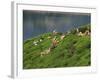 Women Tea Pickers on the Bunyan Estate Beside Lake Maskeliya in Sri Lanka-David Beatty-Framed Photographic Print