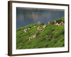 Women Tea Pickers on the Bunyan Estate Beside Lake Maskeliya in Sri Lanka-David Beatty-Framed Photographic Print