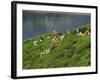 Women Tea Pickers on the Bunyan Estate Beside Lake Maskeliya in Sri Lanka-David Beatty-Framed Photographic Print