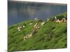 Women Tea Pickers on the Bunyan Estate Beside Lake Maskeliya in Sri Lanka-David Beatty-Mounted Photographic Print