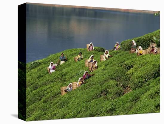 Women Tea Pickers on the Bunyan Estate Beside Lake Maskeliya in Sri Lanka-David Beatty-Stretched Canvas