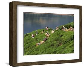 Women Tea Pickers on the Bunyan Estate Beside Lake Maskeliya in Sri Lanka-David Beatty-Framed Photographic Print