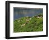 Women Tea Pickers on the Bunyan Estate Beside Lake Maskeliya in Sri Lanka-David Beatty-Framed Photographic Print