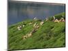 Women Tea Pickers on the Bunyan Estate Beside Lake Maskeliya in Sri Lanka-David Beatty-Mounted Photographic Print