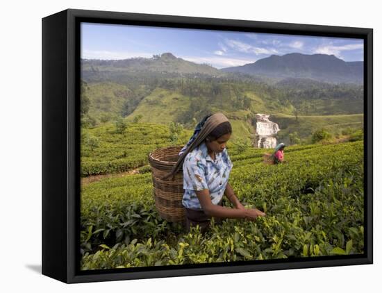 Women Tea Pickers, Tea Hills, Hill Country, Nuwara Eliya, Sri Lanka, Asia-Gavin Hellier-Framed Stretched Canvas