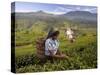 Women Tea Pickers, Tea Hills, Hill Country, Nuwara Eliya, Sri Lanka, Asia-Gavin Hellier-Stretched Canvas