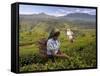 Women Tea Pickers, Tea Hills, Hill Country, Nuwara Eliya, Sri Lanka, Asia-Gavin Hellier-Framed Stretched Canvas