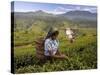 Women Tea Pickers, Tea Hills, Hill Country, Nuwara Eliya, Sri Lanka, Asia-Gavin Hellier-Stretched Canvas