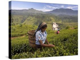 Women Tea Pickers, Tea Hills, Hill Country, Nuwara Eliya, Sri Lanka, Asia-Gavin Hellier-Stretched Canvas