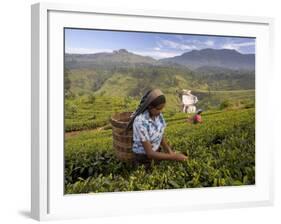 Women Tea Pickers, Tea Hills, Hill Country, Nuwara Eliya, Sri Lanka, Asia-Gavin Hellier-Framed Photographic Print