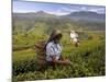 Women Tea Pickers, Tea Hills, Hill Country, Nuwara Eliya, Sri Lanka, Asia-Gavin Hellier-Mounted Photographic Print