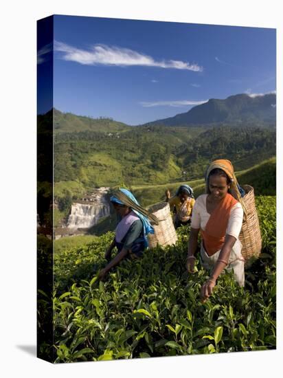 Women Tea Pickers, Tea Hills, Hill Country, Nuwara Eliya, Sri Lanka, Asia-Gavin Hellier-Stretched Canvas