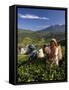 Women Tea Pickers, Tea Hills, Hill Country, Nuwara Eliya, Sri Lanka, Asia-Gavin Hellier-Framed Stretched Canvas