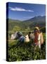 Women Tea Pickers, Tea Hills, Hill Country, Nuwara Eliya, Sri Lanka, Asia-Gavin Hellier-Stretched Canvas