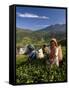 Women Tea Pickers, Tea Hills, Hill Country, Nuwara Eliya, Sri Lanka, Asia-Gavin Hellier-Framed Stretched Canvas