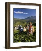 Women Tea Pickers, Tea Hills, Hill Country, Nuwara Eliya, Sri Lanka, Asia-Gavin Hellier-Framed Photographic Print