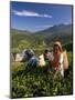 Women Tea Pickers, Tea Hills, Hill Country, Nuwara Eliya, Sri Lanka, Asia-Gavin Hellier-Mounted Photographic Print