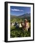 Women Tea Pickers, Tea Hills, Hill Country, Nuwara Eliya, Sri Lanka, Asia-Gavin Hellier-Framed Photographic Print