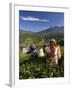 Women Tea Pickers, Tea Hills, Hill Country, Nuwara Eliya, Sri Lanka, Asia-Gavin Hellier-Framed Photographic Print