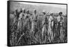 Women Tending Young Sugar Canes in Jamaica, 1922-null-Framed Stretched Canvas