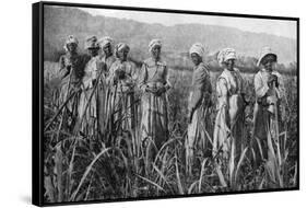 Women Tending Young Sugar Canes in Jamaica, 1922-null-Framed Stretched Canvas
