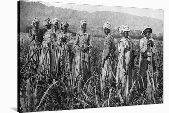 Women Tending Young Sugar Canes in Jamaica, 1922-null-Stretched Canvas