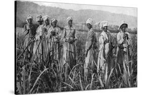 Women Tending Young Sugar Canes in Jamaica, 1922-null-Stretched Canvas