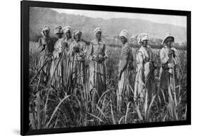 Women Tending Young Sugar Canes in Jamaica, 1922-null-Framed Giclee Print