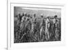 Women Tending Young Sugar Canes in Jamaica, 1922-null-Framed Giclee Print