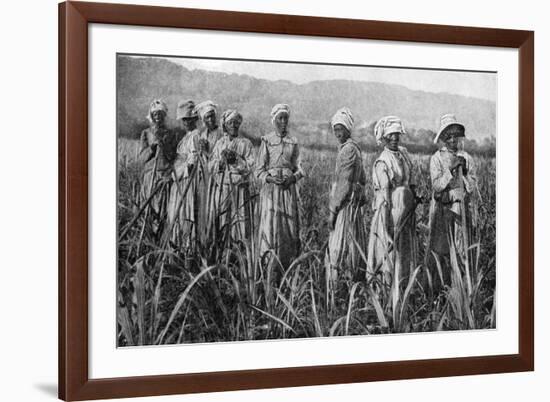 Women Tending Young Sugar Canes in Jamaica, 1922-null-Framed Giclee Print