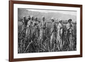 Women Tending Young Sugar Canes in Jamaica, 1922-null-Framed Giclee Print