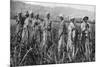 Women Tending Young Sugar Canes in Jamaica, 1922-null-Mounted Giclee Print