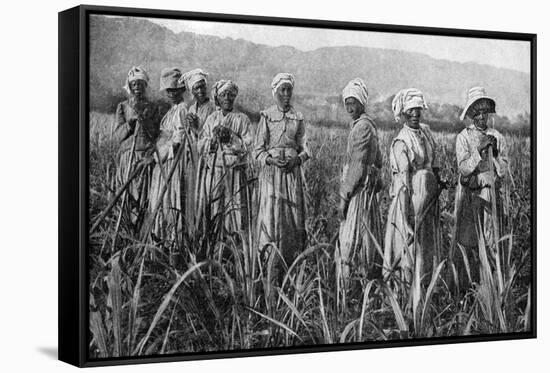 Women Tending Young Sugar Canes in Jamaica, 1922-null-Framed Stretched Canvas