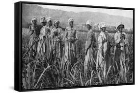 Women Tending Young Sugar Canes in Jamaica, 1922-null-Framed Stretched Canvas