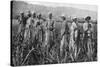 Women Tending Young Sugar Canes in Jamaica, 1922-null-Stretched Canvas